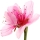 Perfume note: Cherry Blossom