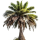 Perfume note: Coconut Tree